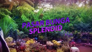Read more about the article PASAR PENUH BUNGA